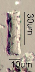 Phytolith