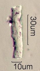 Phytolith