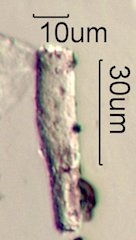 Phytolith
