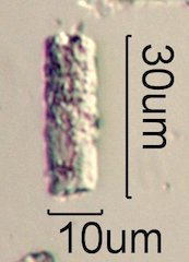 Phytolith