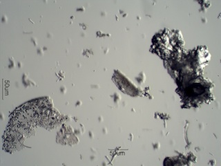 Diatomaceous Earth, Celite 535
