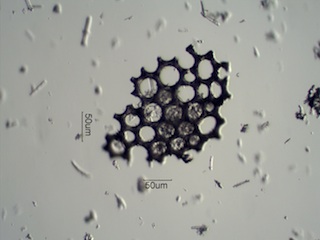 Diatomaceous Earth, Celite 535