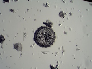 Diatomaceous Earth, Celite 535