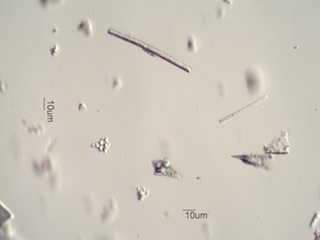 Diatomaceous Earth, Celite 535