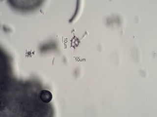 Diatomaceous Earth, Celite 535