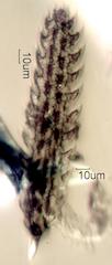 Insect Hair