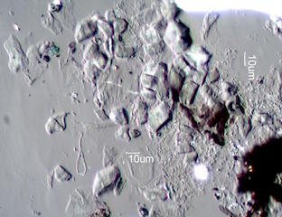Pyrolyzed Calcium Oxalate Phytoliths