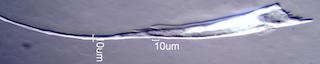 Feather Barbule Villi