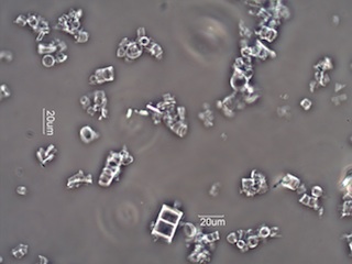 Diatomaceous Earth, Celatom FW-50