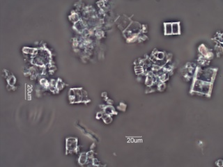 Diatomaceous Earth, Celatom FW-50