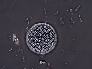 Diatomaceous Earth, Celite 535