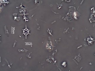 Diatomaceous Earth, Celite 535