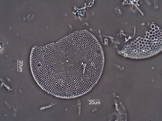 Diatomaceous Earth, Celite 535