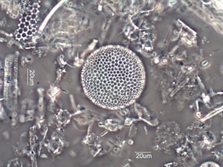 Diatomaceous Earth, Celite 535