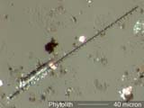 Phytolith Under the Microscope