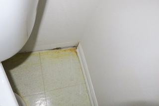 Urine Stains