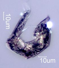 Mite Leg