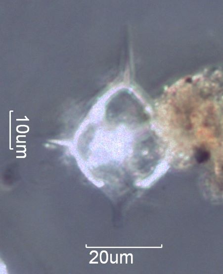 Silicoflagellate, Distephanus crux