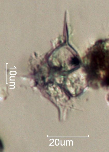 Silicoflagellate, Distephanus crux