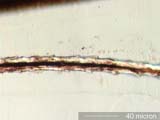 Humus on Dog Hair
