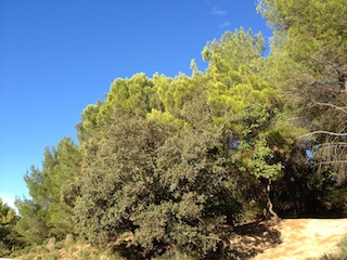 Southern France Maquis