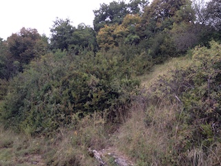 Maquis Near Brancion