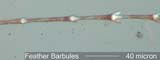 Hawk Barbule Under the Microscope