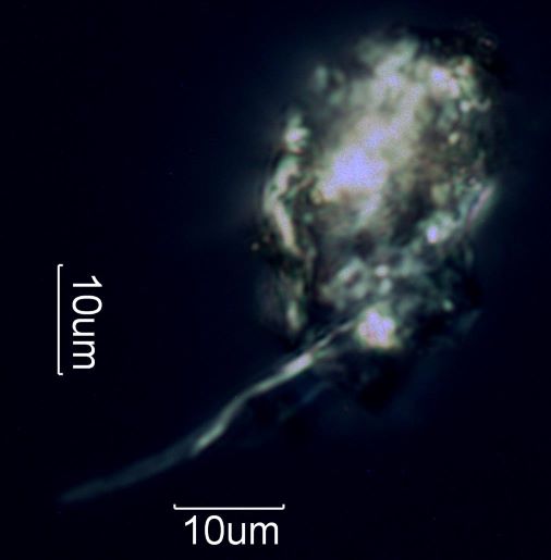 Chrysotile