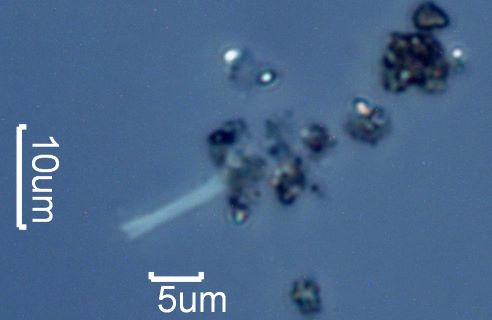 Chrysotile