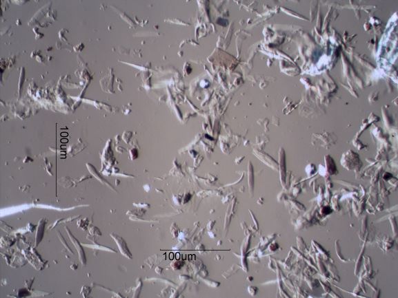 Dog Dander with Human Skin Flakes