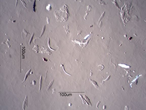 Dog, Bird, and Human Skin Flakes