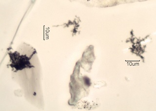 High Hydrocarbon Content Soot