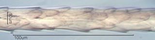 Seal Hair