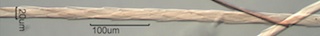 Seal Hair Near Mid-Length