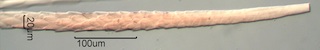 Seal Hair Near Root