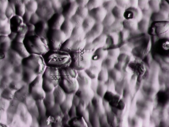 Stomata Under The Microscope