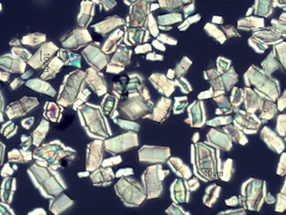 Calcium Oxalate Phytoliths