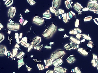 Calcium Oxalate Phytoliths