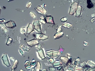 Calcium Oxalate Phytoliths