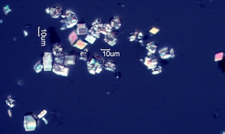 Calcium Oxalate Phytoliths