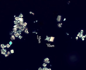 Calcium Oxalate Phytoliths