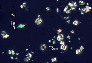 Calcium Oxalate Phytoliths