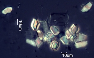 Calcium Oxalate Phytoliths