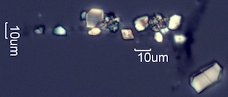 Calcium Oxalate Phytoliths