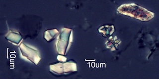 Calcium Oxalate Phytoliths