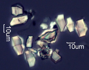Calcium Oxalate Phytoliths
