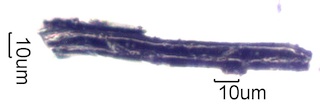 Charred Hardwood