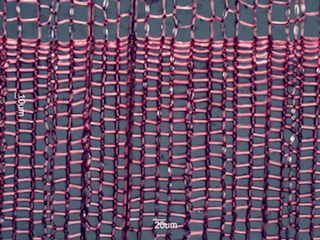 Abies balsamea, Cross-Section