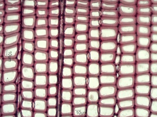 Abies balsamea, Cross-Section