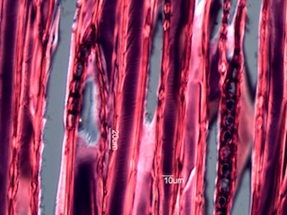 Abies balsamea, Tangential-Section